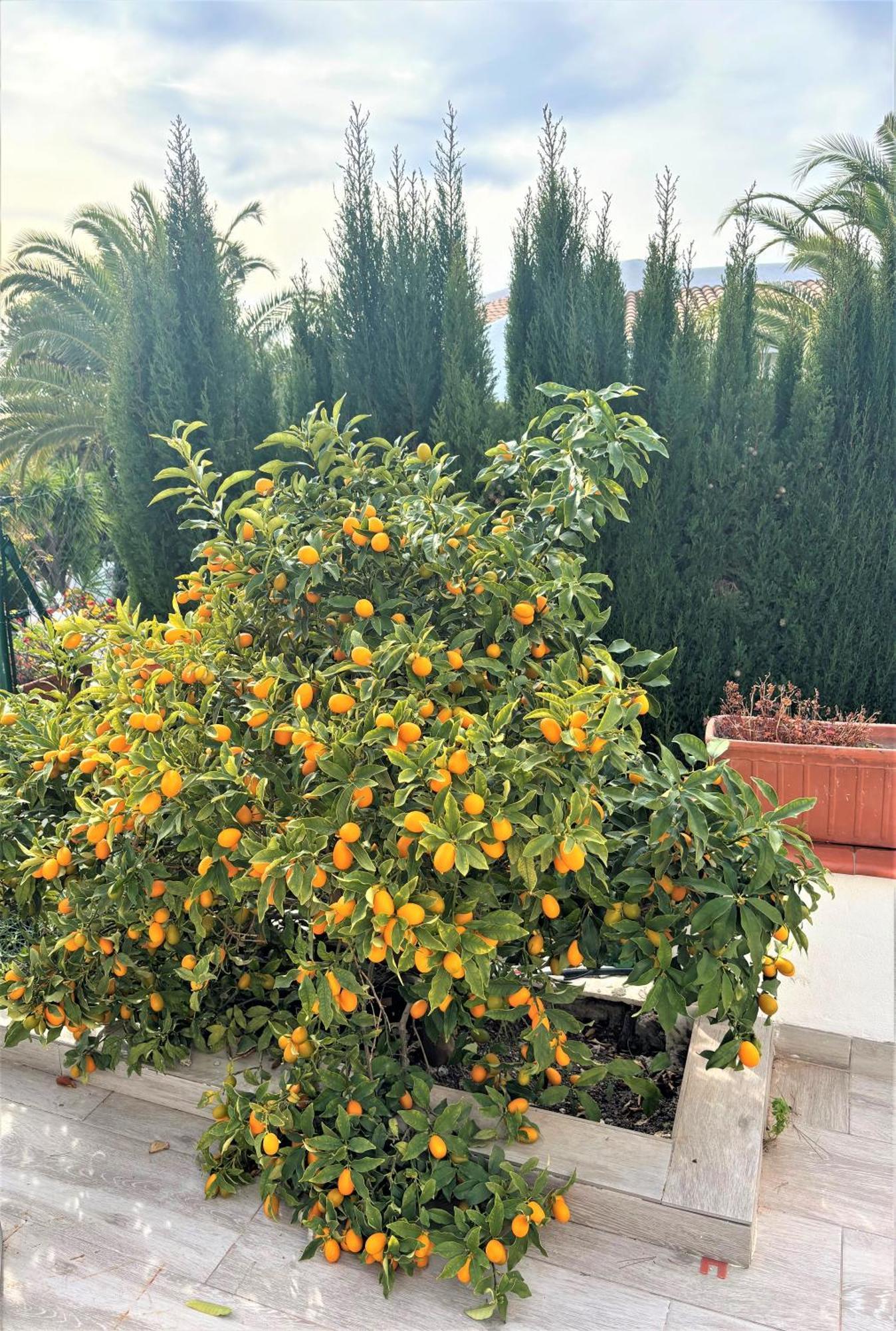 Altea la Vieja Villa Esmeralda מראה חיצוני תמונה